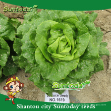 Suntoday Gemüse F1 Bio Romana cos organischen Bulk Salat Bild Pflanzensamen (32001)